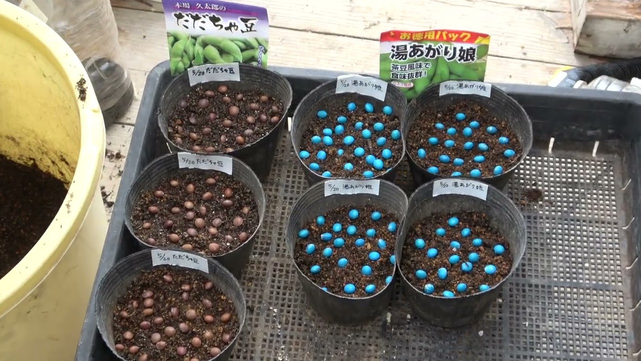 車庫上園芸240520アロイトマトの脇芽挿し・枝豆種まき