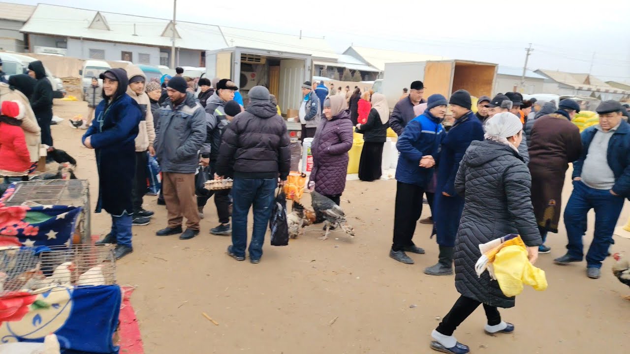 XORAZM PITNAK PARRANDA BOZORI NARXLARI 08.02.2026.#norvegia #dunya #usa #qirgizston #germany #hindi 