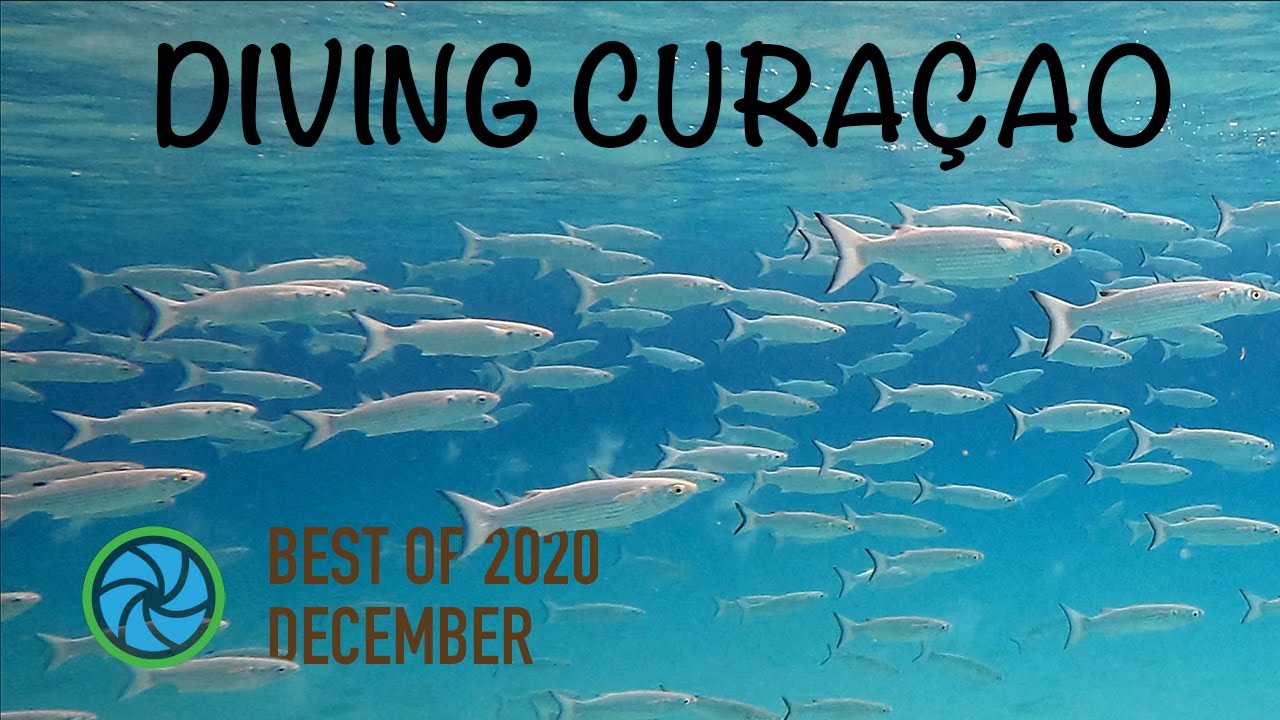Diving Cura&ccedil;ao - Best of December 2020 | TropicLens 4K