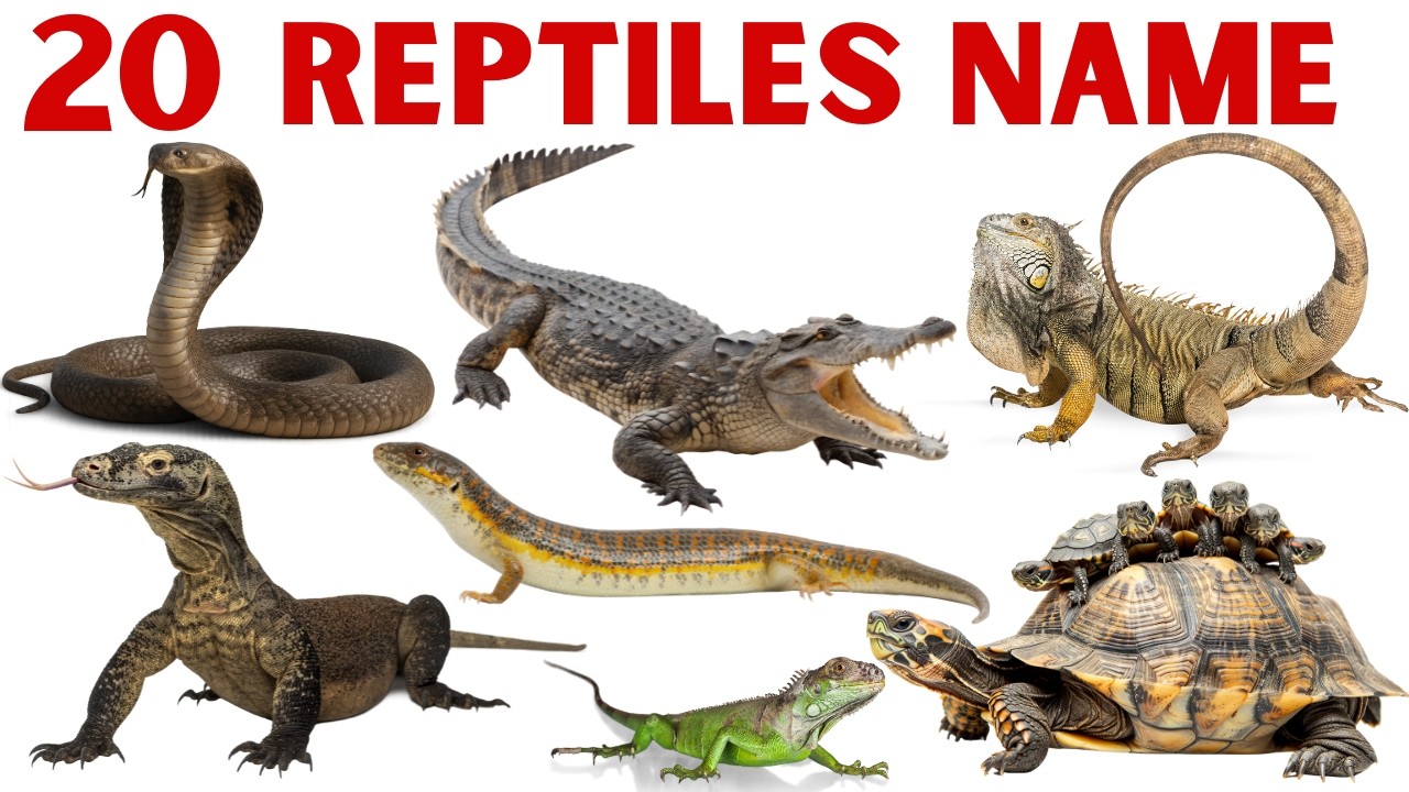 20 Reptiles Name for Kids | Reptile Names in Hindi & English | Learning Video for Children