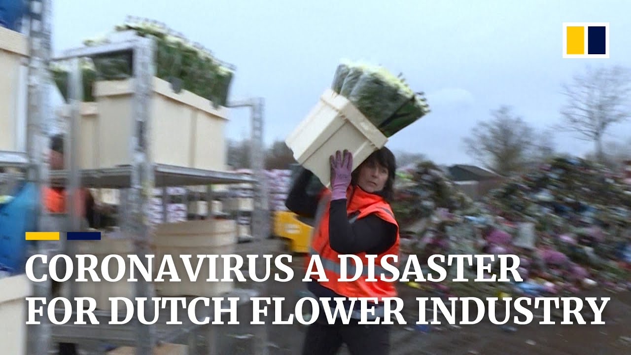 Millions of flowers destroyed amid coronavirus outbreak in the Netherlands