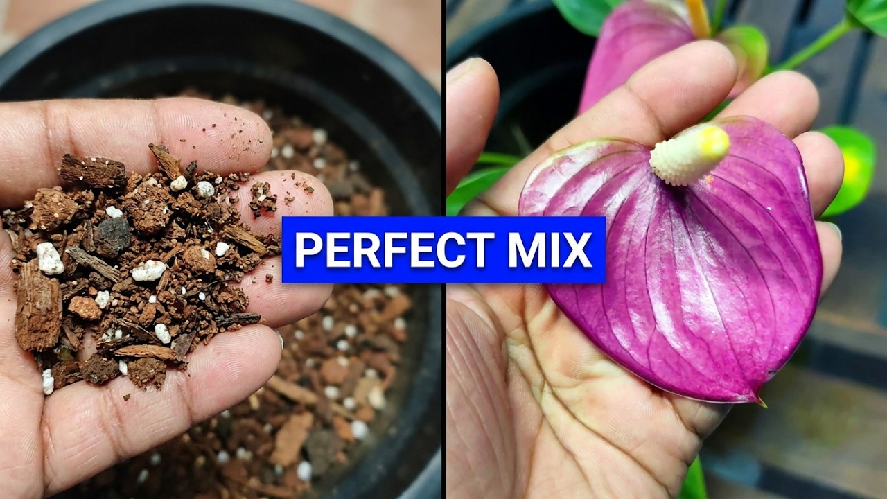 Anthurium Potting Mix: Easy Soil Mix for Healthy Growth and Flowers
