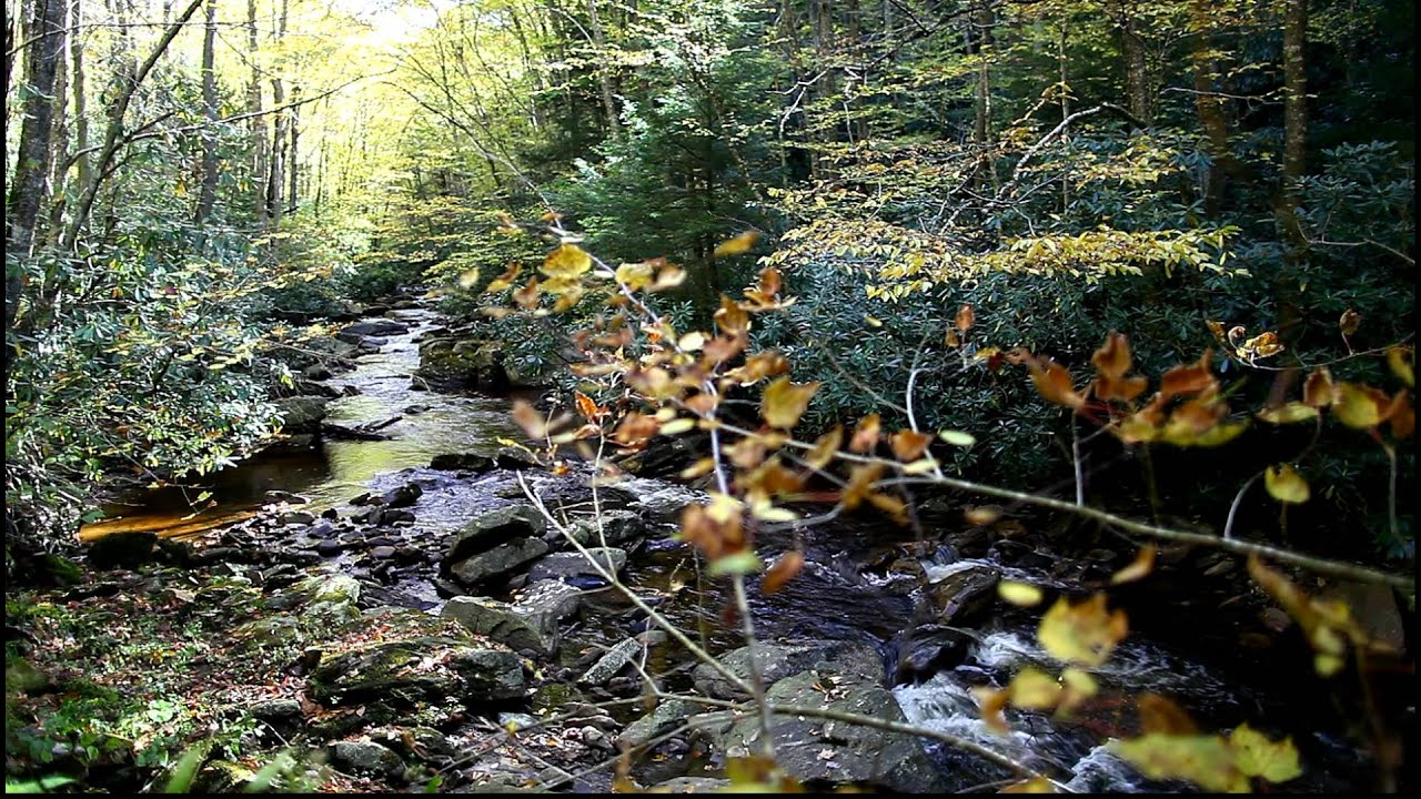Autumn Stream Flowing