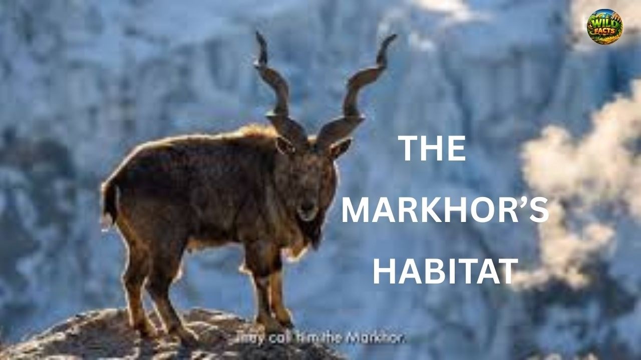 The ABSOLUTE BEST Look at The Markhor's Habitat