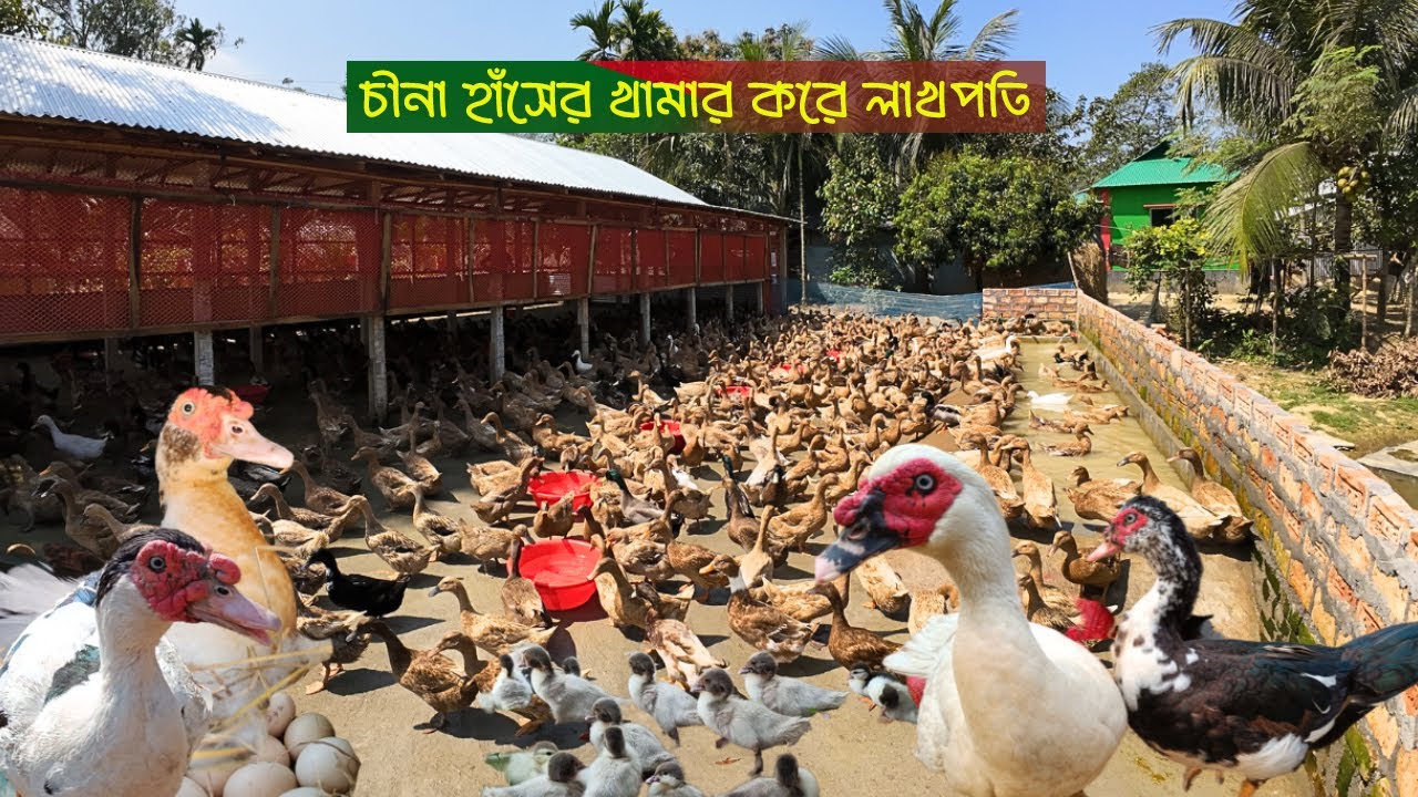 স্মার্ট খামারির চীনা হাঁস এবং হাঁস পালন পদ্ধতি। Muscovy Duck Farm। Chinese Duck Farming System 2024