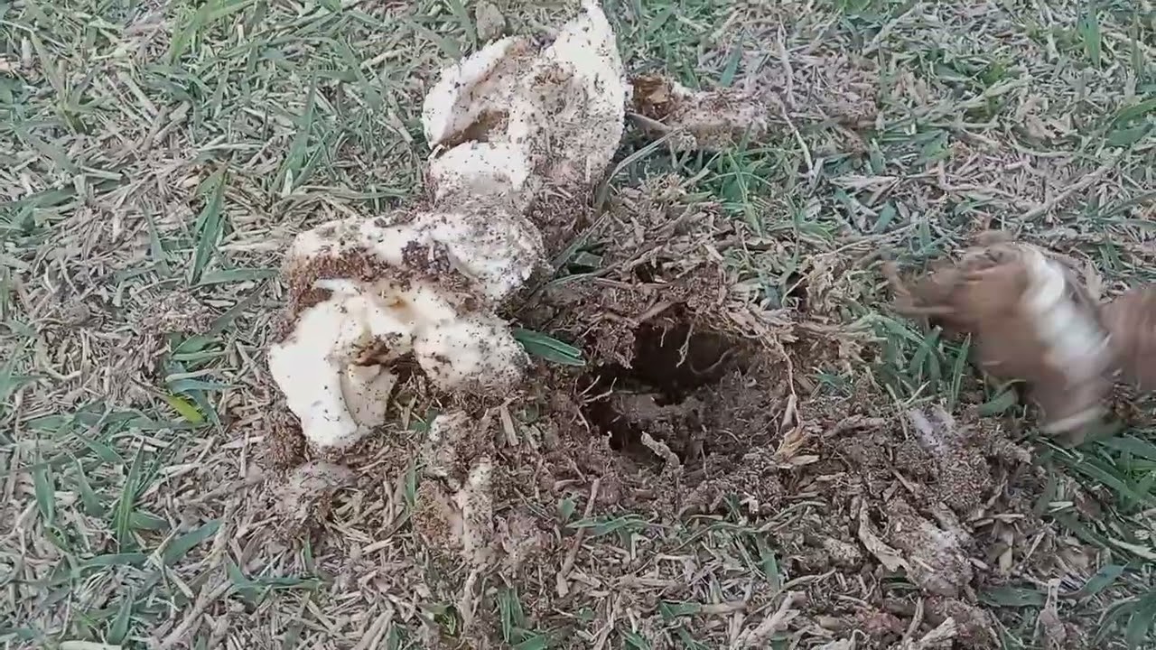 Meadow mushrooms (Agaricus campestris)