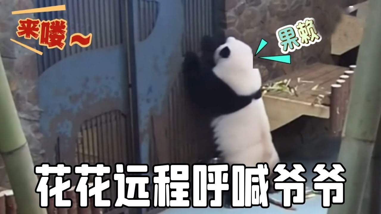 饲养员与熊猫宝宝们的有趣互动，花花远程呼喊爷爷，想要寻求帮助！【你好大熊猫】