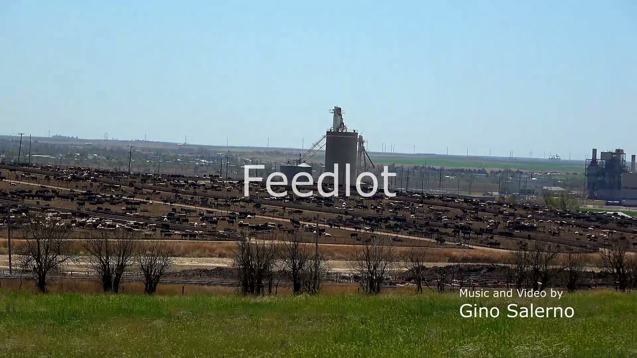 Feedlot