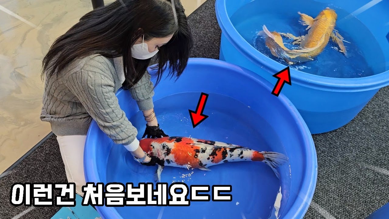 1마리 8000만 원!!? 몇억 원짜리 비단잉어에게 주사 꽂아버리는 미모의 사장님