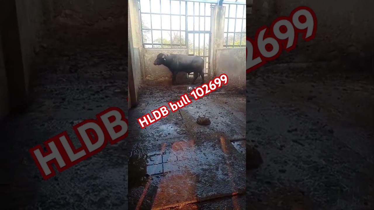 HLDB bull 102699