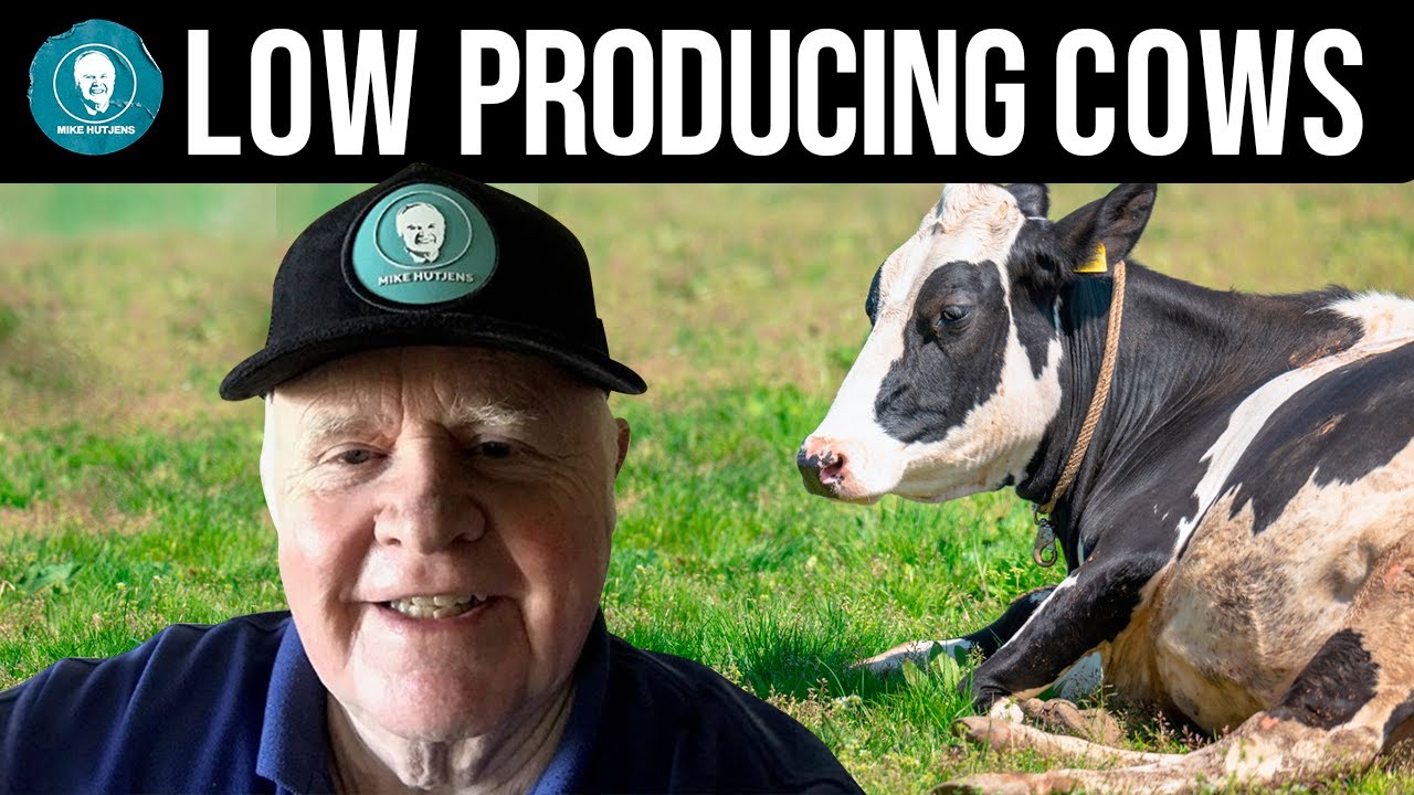 High feed prices and low margins