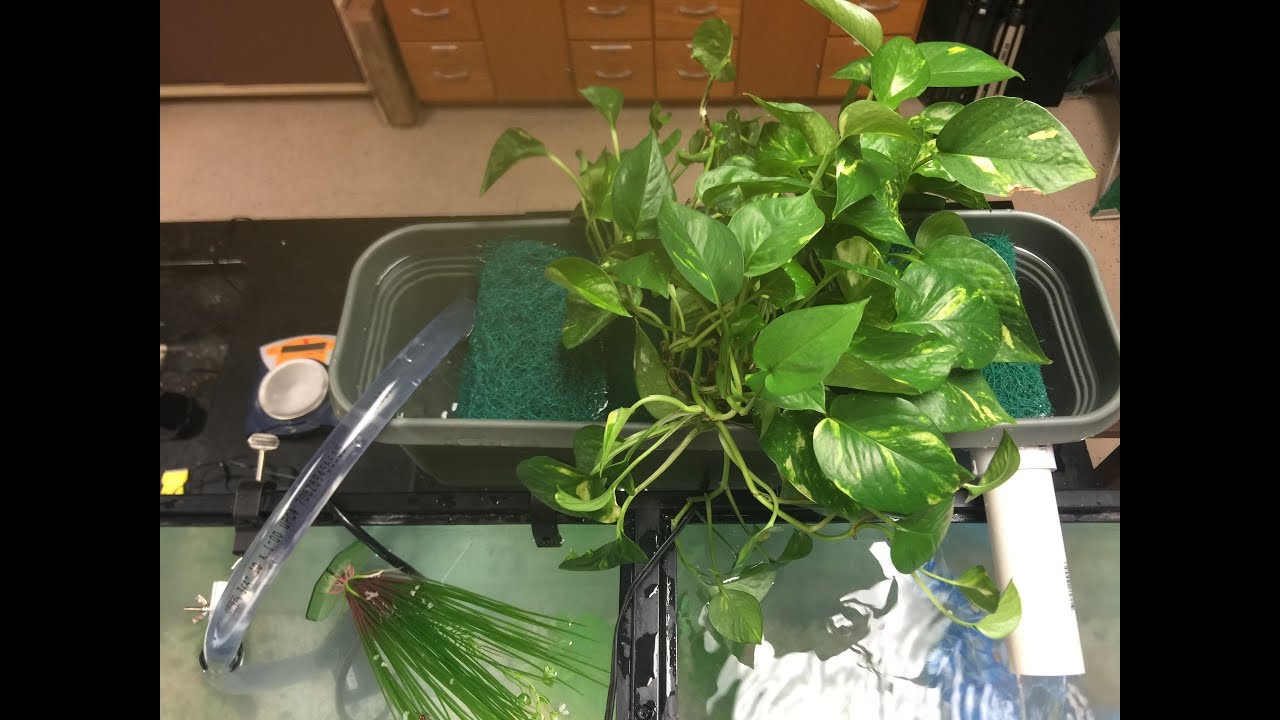 How to build an aquaponics filter for a fish aquarium