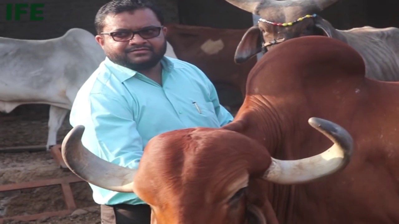 जातिवंत गीर गायींचा माजिद भाई पठाण यांचा रचना फार्म | इंदापूर | पुणे