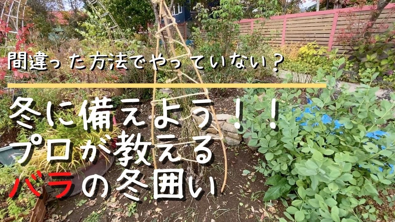 【ガーデニング】北国で必須の冬囲い。バラの「雪」囲いをプロに実演してもらいました。造園家が考える美学とは？