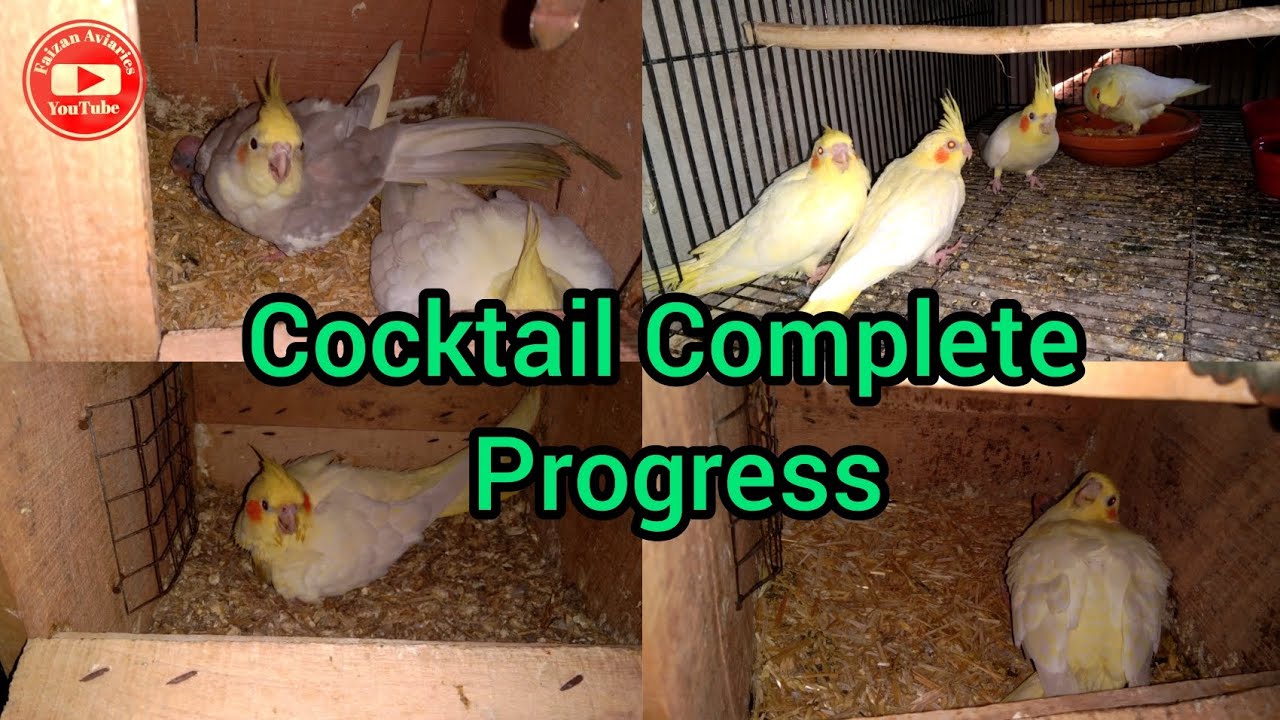 Cocktail and Budgies Complete Breeding progress | Cocktail chicks expire 😥 | Faizan Aviaries 🕊️