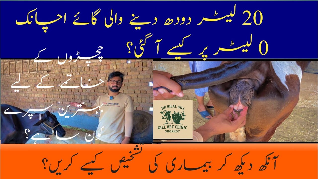 Blood parasite in cattle || trypanosomiasis || theileriosis | Dr Bilal Gil