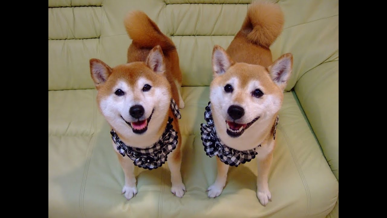 柴犬ひかいち 「伏せって難しいねぇ」　Shiba Inu 