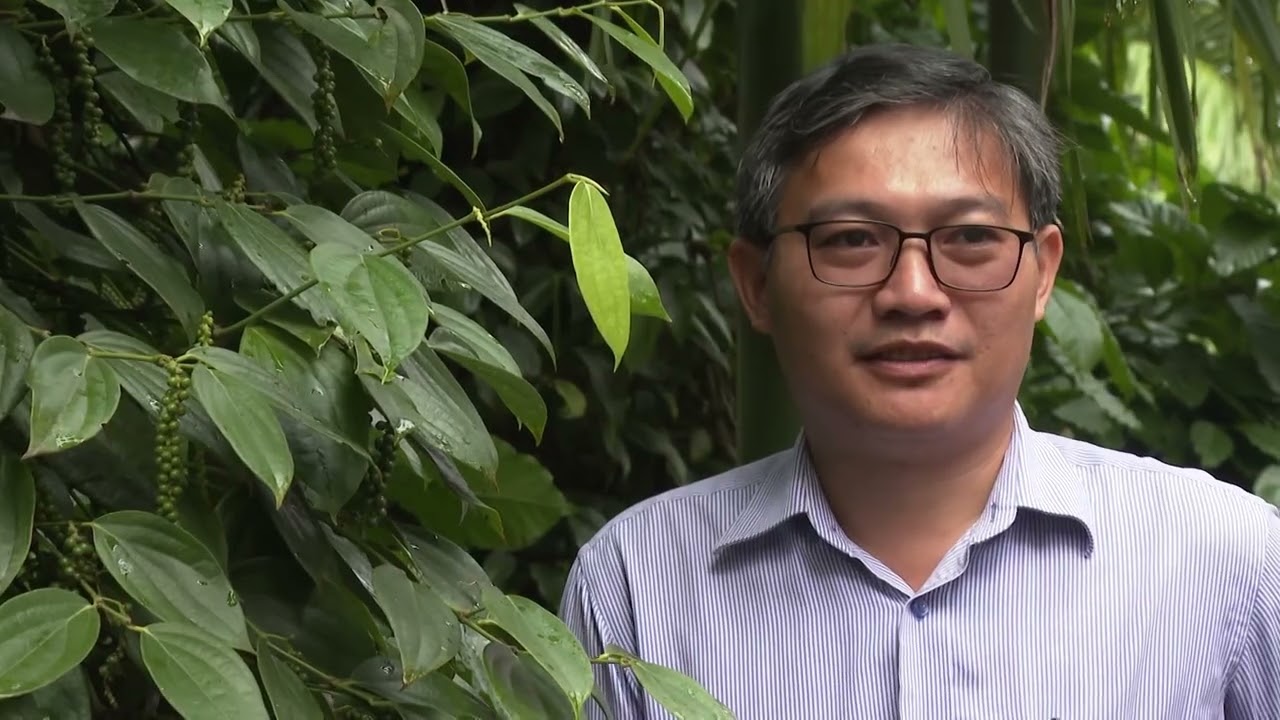 CÂN ĐỐI ĐA, TRUNG VÀ VI LƯỢNG CHO CÂY HỒ TIÊU