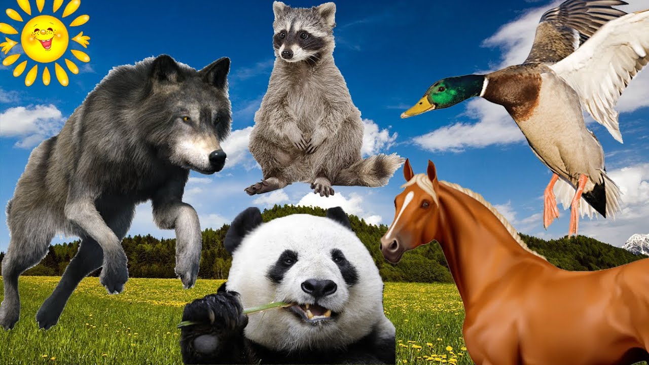 Animal sounds when winter comes - pandas, fish, wolves, ducks