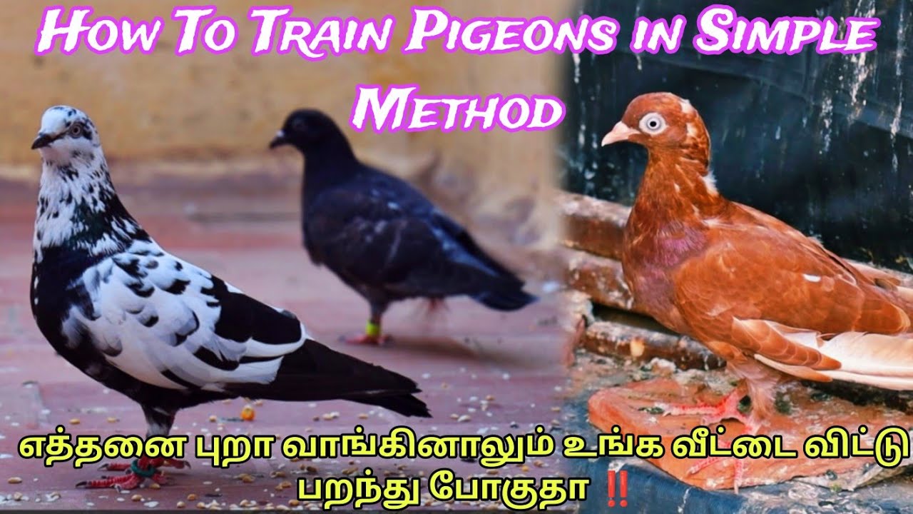 how to train patta pigeon 💥|Basic tips and tricks |Pigeon chick training tips🕊️