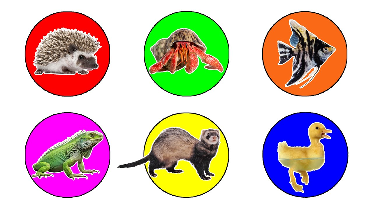 Pets :  Iguana, Duckling, Angle Fish, Hedgehog, Hermitcrab, Civet