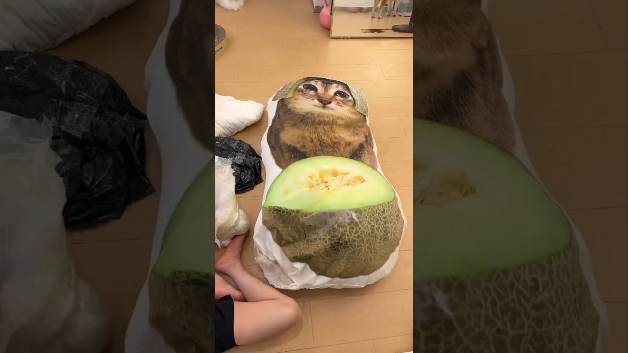 Cat Went on Hunger Strike 😱 #shortsvideo