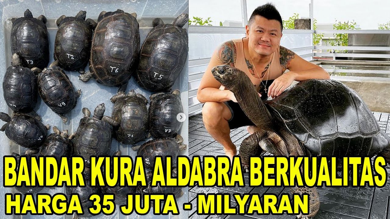 BANDAR KURA ALDABRA BERKUALITAS - HARGA MULAI 35 JUTA SAMPAI MILYARAN