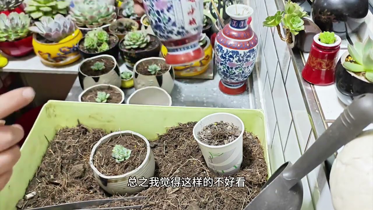 给惊鸿仙子多肉移移盆#爱生活爱养花 #多肉植物 Move the pot for the succulent fairy Jinghong # Love life, love flowers