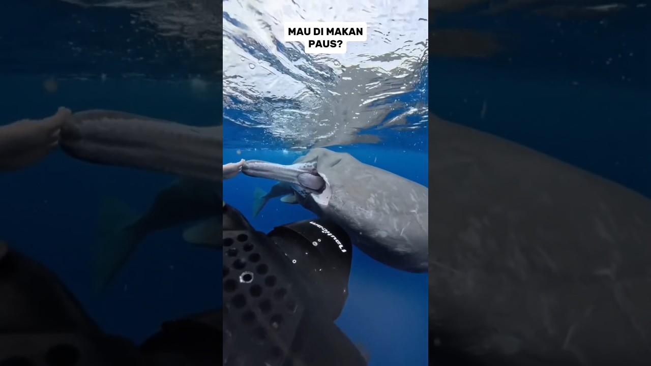 NGERI ORANG INI MAU DI MAKAN SPERM WHALE #shorts