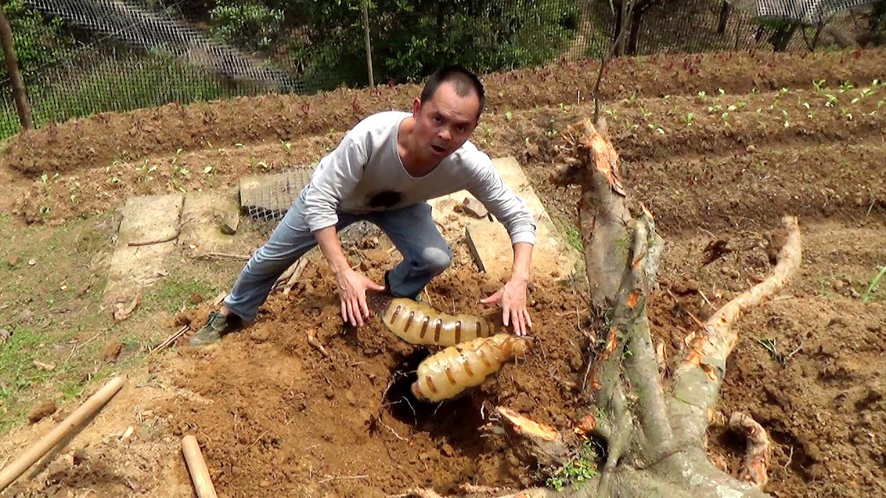 一窩挖出兩個蟻后，神奇白蟻地下王國土崩瓦解The termite kingdom is destroyed