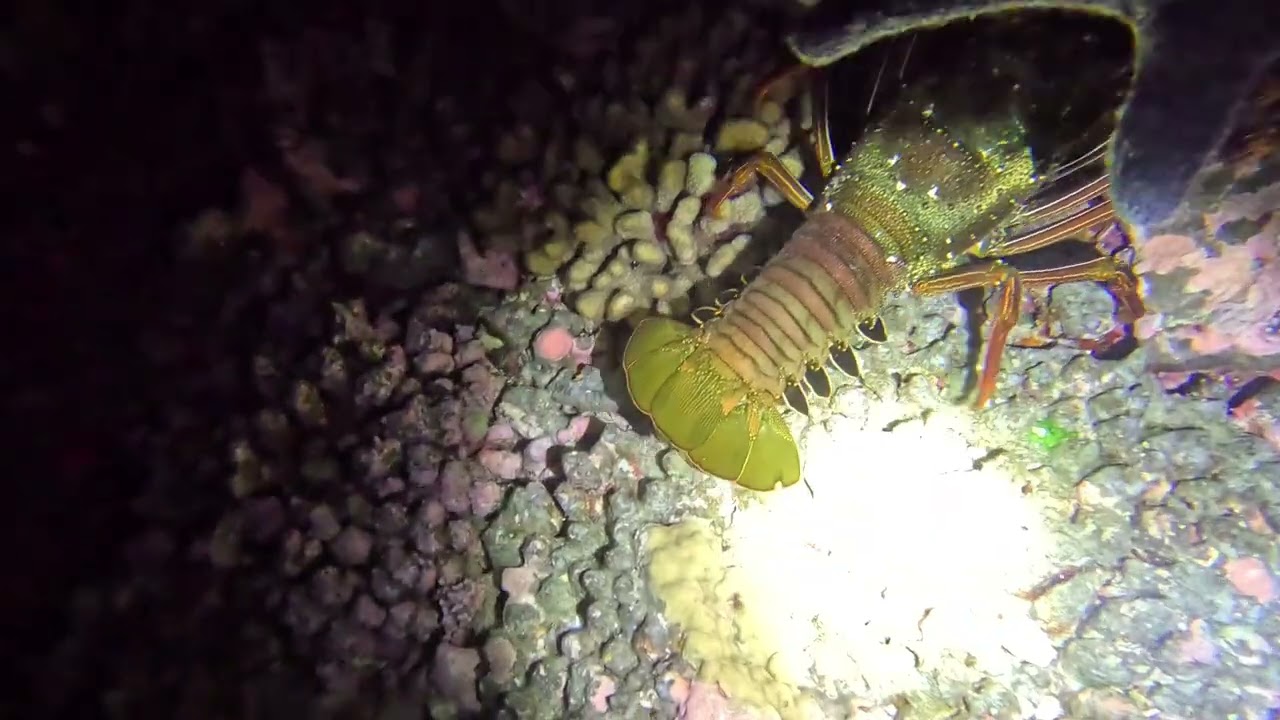 🦞 Lobster Catching Adventure! 🦞