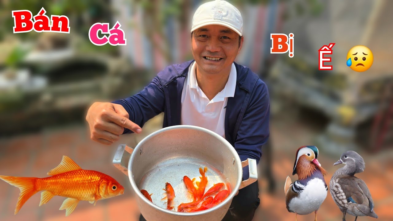 Bị Ế Rất Nhiều Cá Nhưng Vẫn Nhận Nuôi Thêm Đàn Chép Đỏ Này Xem Sao...