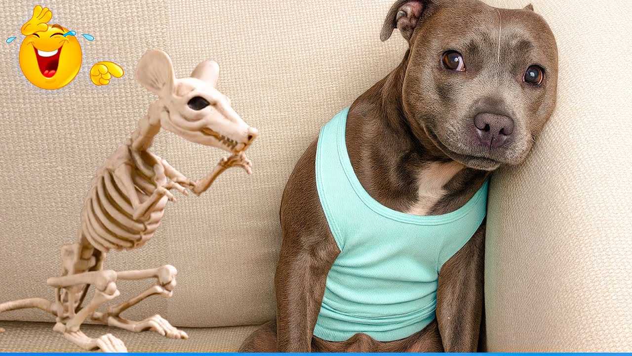 You Will Die Laughing At These Animals 😹🐶 The Funniest Cat Dog Moments Compilation 🐾