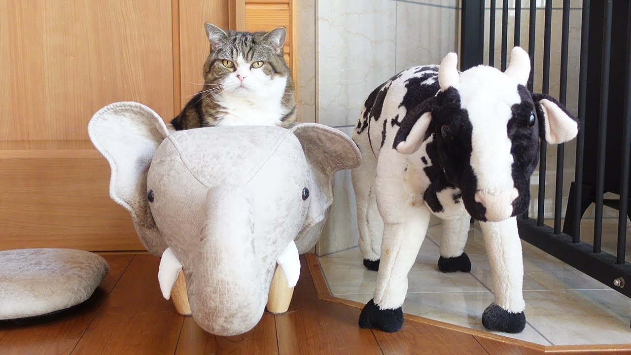 歯磨きがどうしても嫌でゾウさんに逃げ込むねこ。-Maru really hates teeth brushing and runs away into the elephant.-