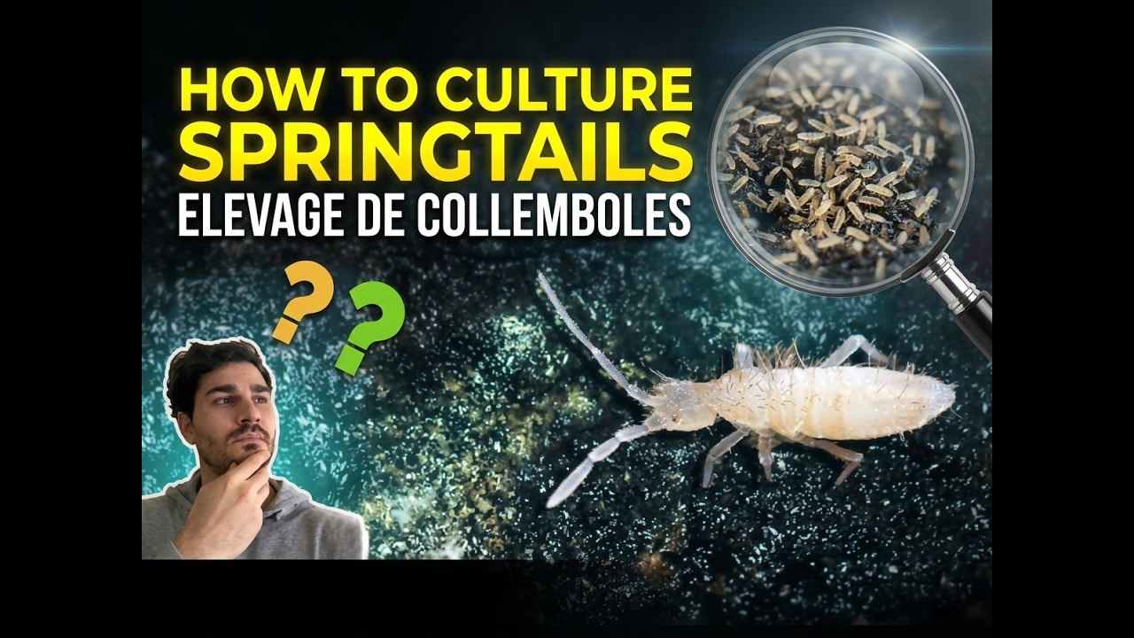 How to Culture Springtail / Elevage de Collemboles