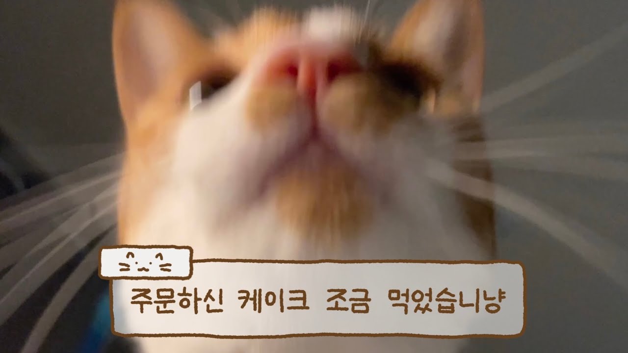 발렌타인데이가 모야?