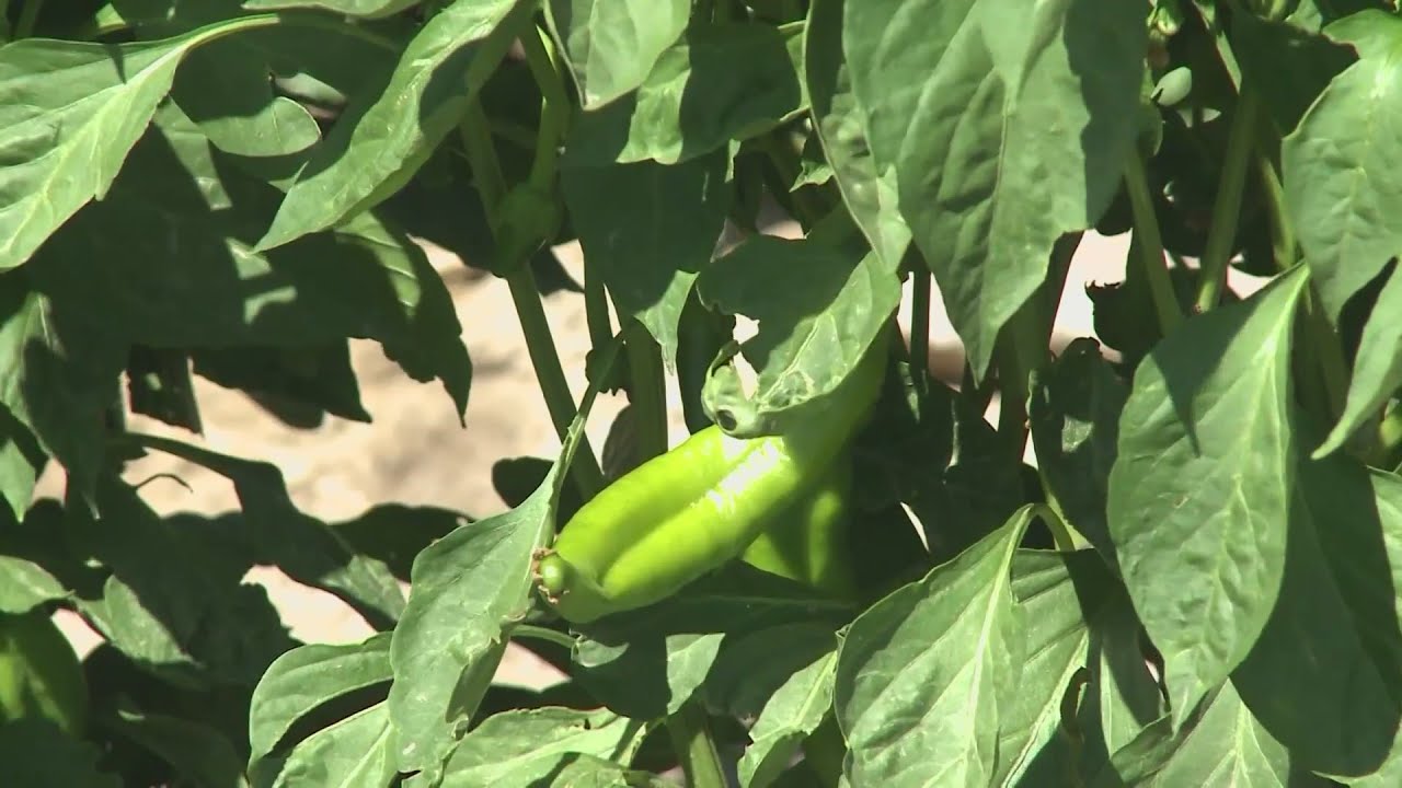 Why one farmer's Chimayo green chile is gaining fame in the final frontier