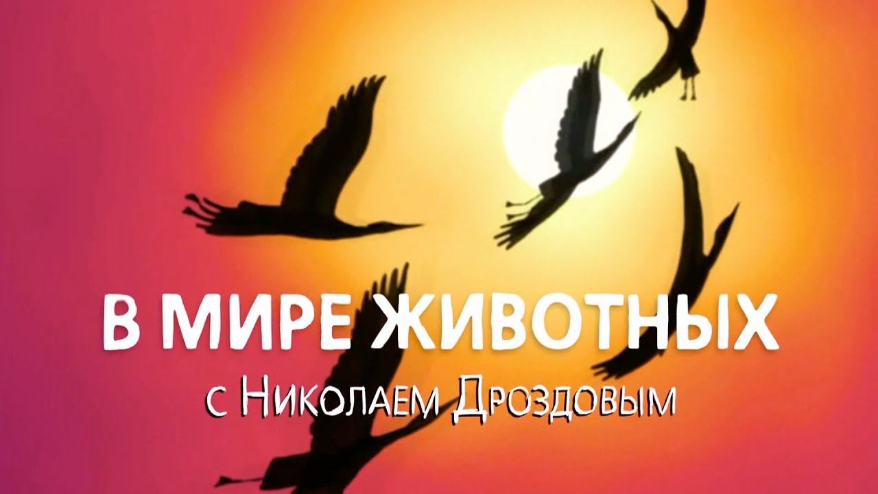 В мире животных с Николаем Дроздовым. Выпуск 4 (2017)