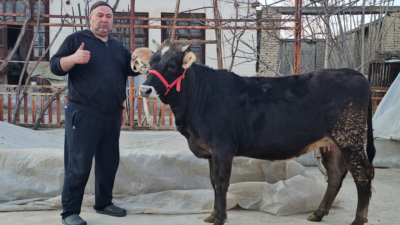 POLVON AKADA 4 DONA TOZA QONLI SHVEST BO‘G‘OZLAR🔥