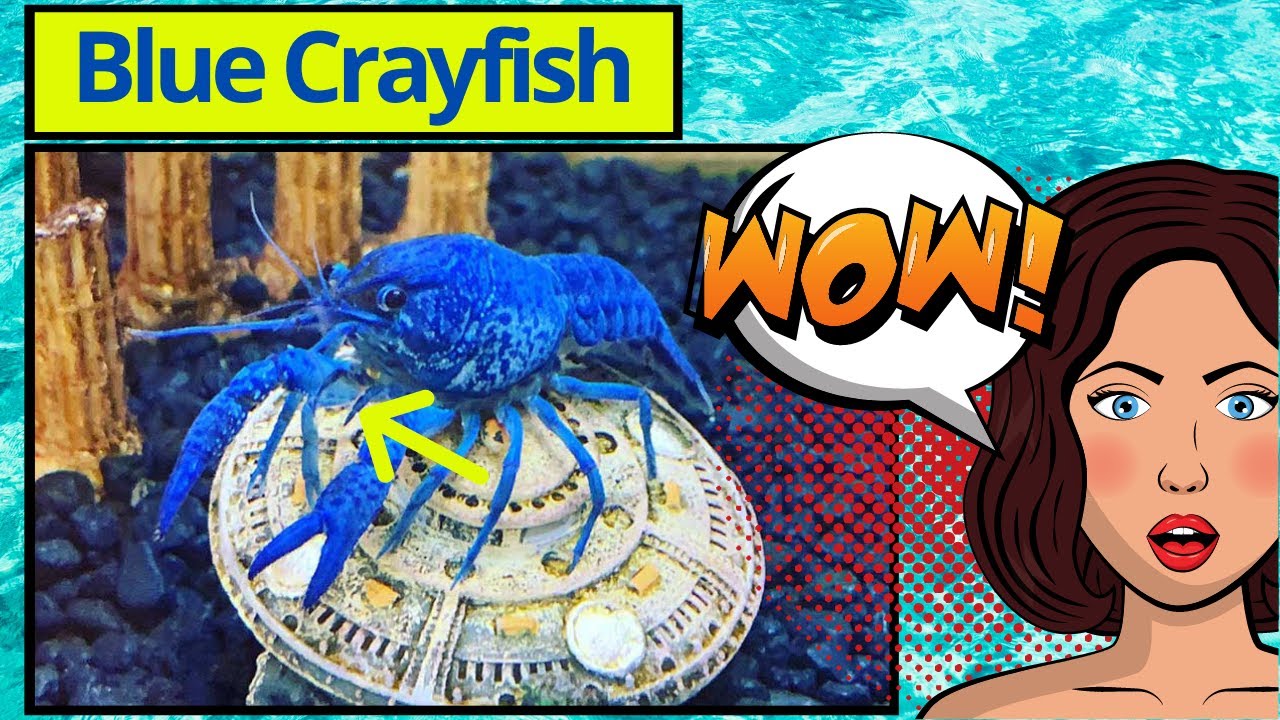 Blue Crayfish: A Guide for Blue Crayfish Care
