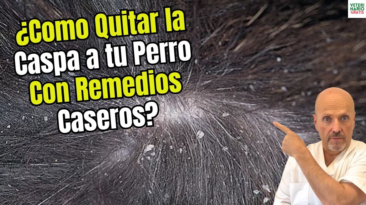 🐶❄️ ¿COMO QUITAR LA CASPA EN PERROS CON REMEDIOS CASEROS?🐶❄️