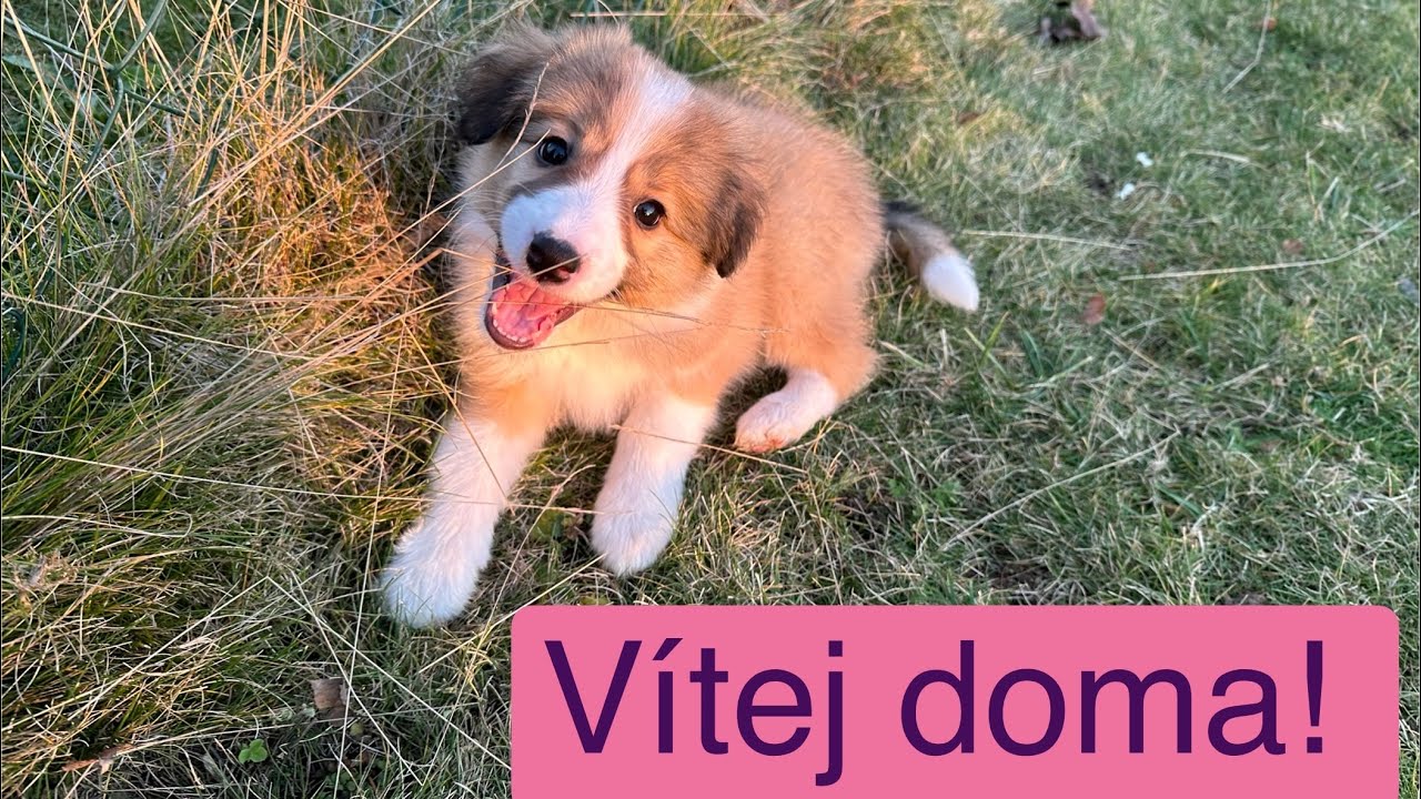 ŠTĚNĚ: Díl 2. První den se štěňátkem (tipy, informace)