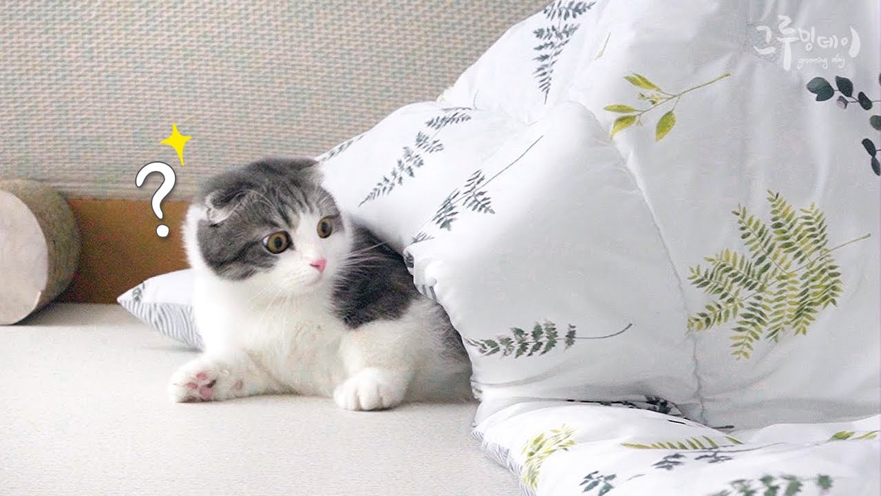 이불괴물을 만난 고양이의 귀여운 반응
