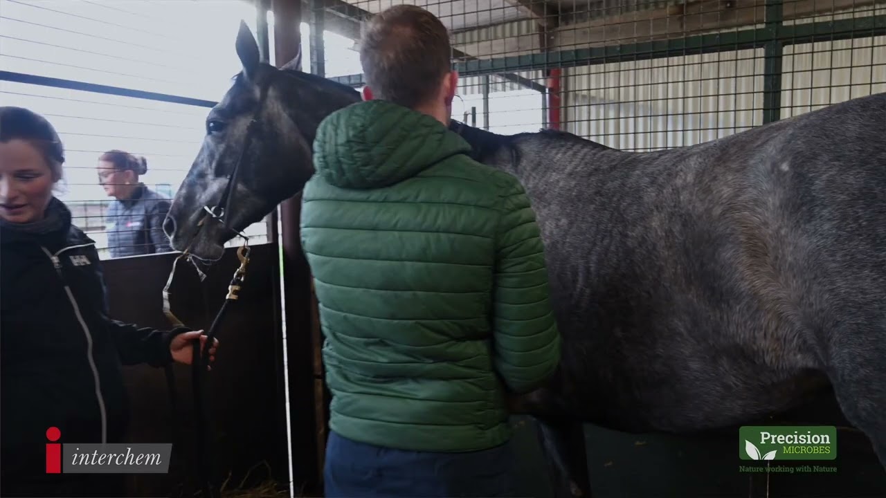 Shane Stafford of Royal Equine Vet Care shares his experience using Precision Microbes Horse & Foal