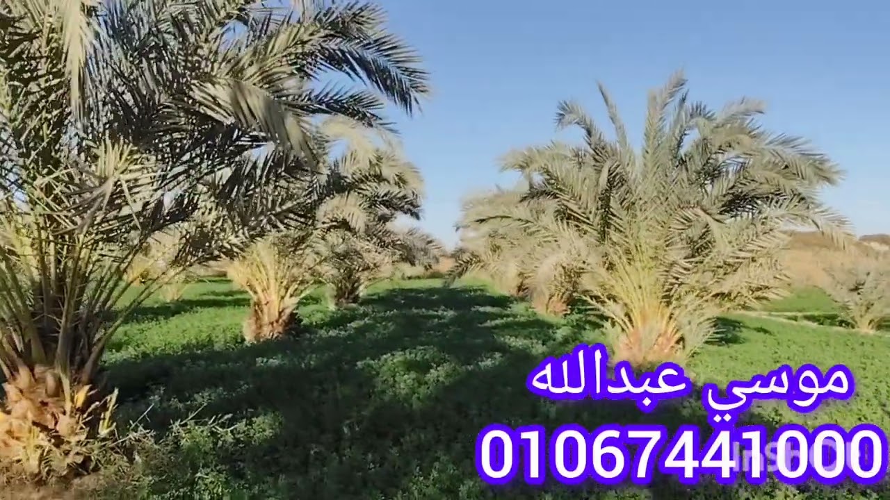 فرصه ممتازه 10 فدان في #الواحات_البحريه01067441000