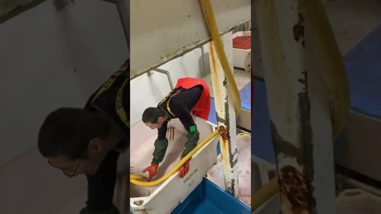 Raajalerisut Lumor.                                Prawn fishing Greenland