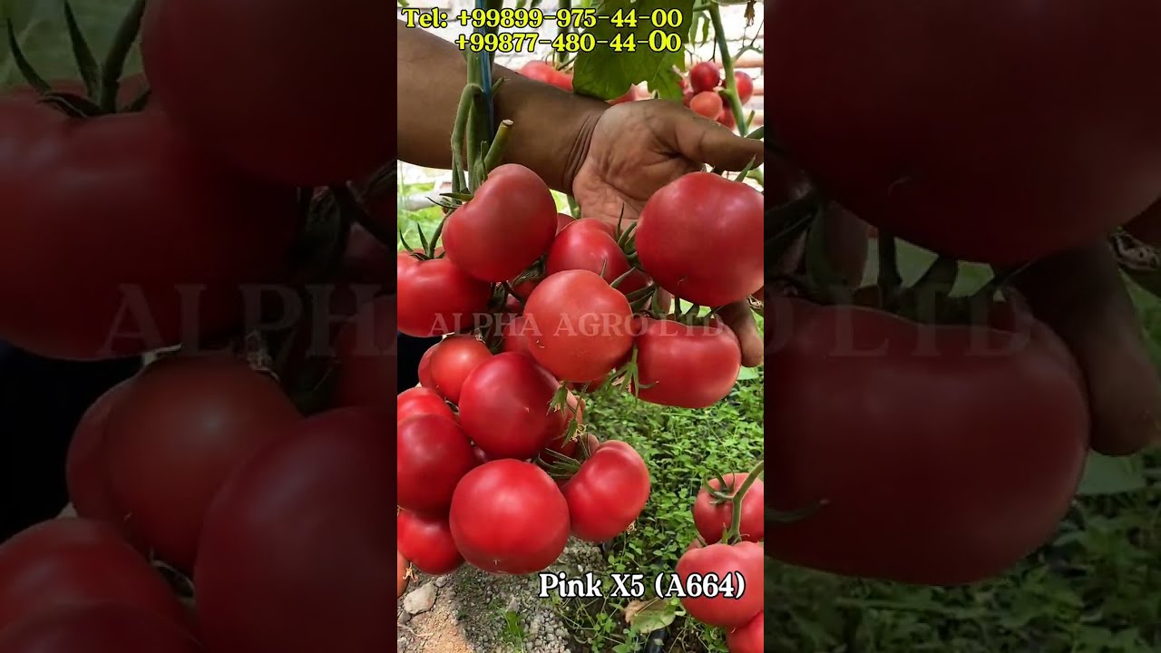 Pink X5 (A664) - чанглатиш усули мисолида памидор етиштиришда энг муҳим  тадбири.