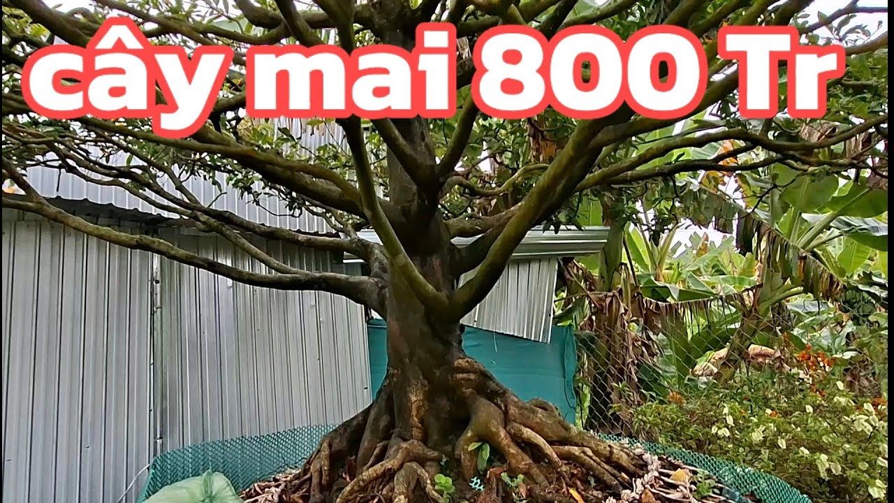 Cây Mai 800tr, có cây khế cũng rất lớn và còn các cây khác