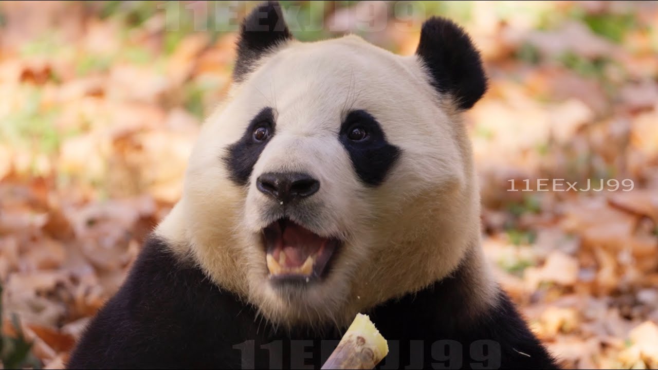 阿噗呀 遠看你已經是大熊了 近看你還是個小朋友 | Fubao in her yard
