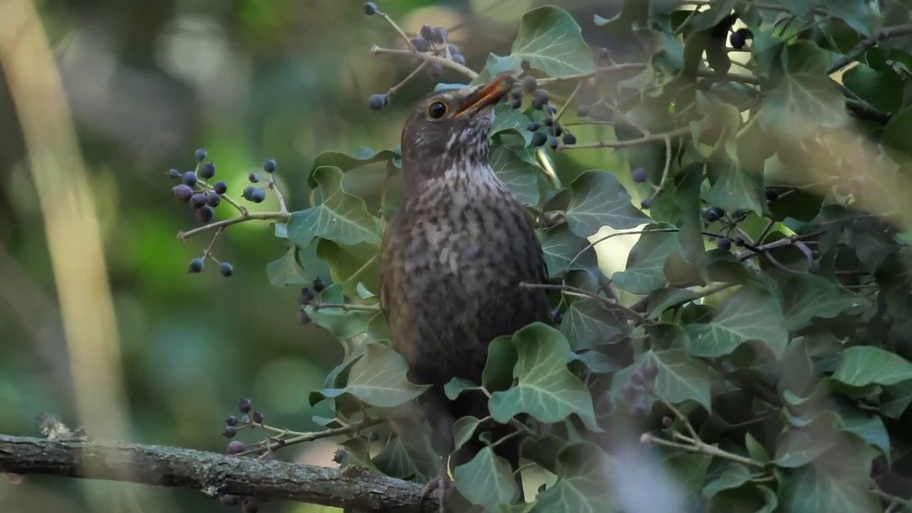 Merli & edere (Turdus merula)